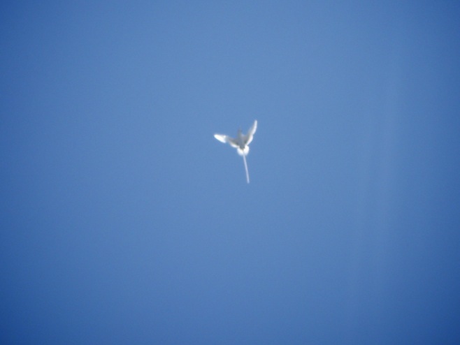 SoPac En Route White Bird.JPG (23184 bytes)